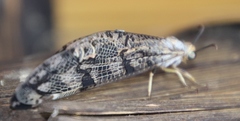 Palparini
