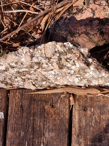 Viviparous Lizard