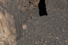 Liolaemus lonquimayensis