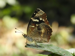 Anthanassa argentea