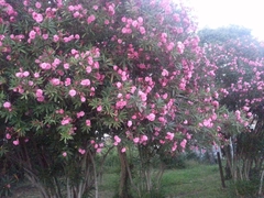 Nerium oleander