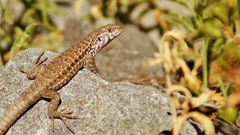 Liolaemus nigroviridis