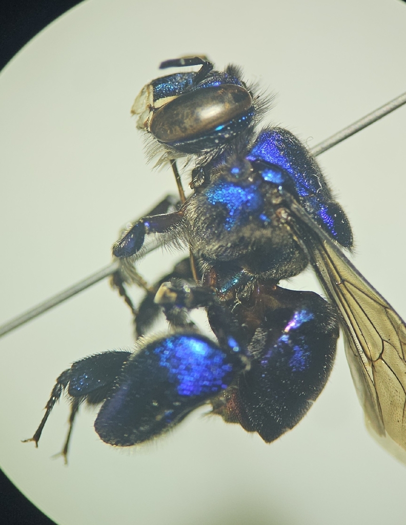 Euglossa cognata