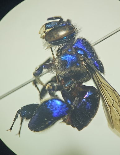 Euglossa cognata