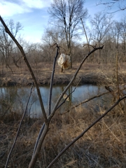 Ptelea trifoliata mollis