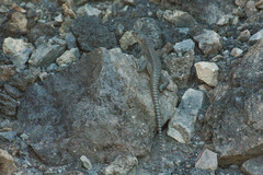 Liolaemus lonquimayensis