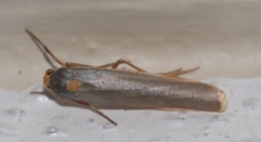 Sozusa scutellata