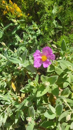 Avistamiento Cistus albidus