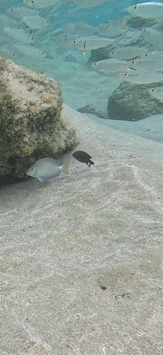 Acanthurus tractus