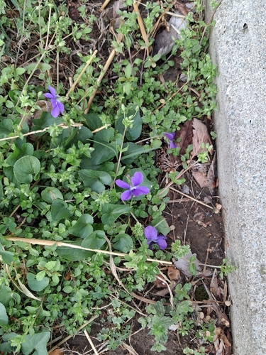dooryard violet (Viola communis)
