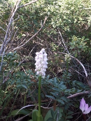 Orchis galilaea