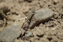 Liolaemus moradoensis