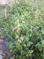 Ophrys umbilicata