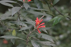 Aphelandra longiflora