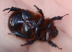 Temnorhynchus