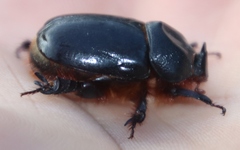 Temnorhynchus