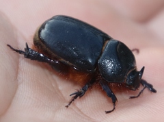Temnorhynchus