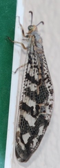Palparini