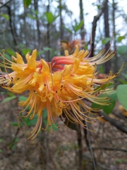 Rhododendron austrinum