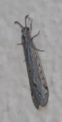 Acanthaclisini