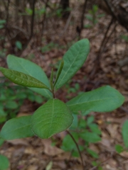 Rhododendron austrinum