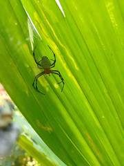 Eriophora nephiloides