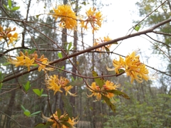 Rhododendron austrinum