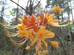 Rhododendron austrinum