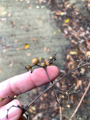 Stinkvine (Paederia foetida)