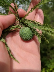 Taxodium distichum