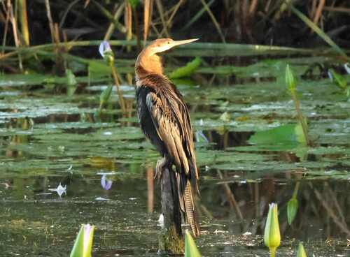 iNaturalist: (c) Corné Rautenbach, some rights reserved (CC BY-NC), uploaded by Corné Rautenbach iNaturalist image