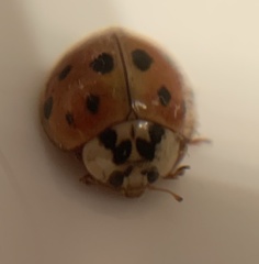 Harmonia axyridis