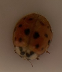 Harmonia axyridis