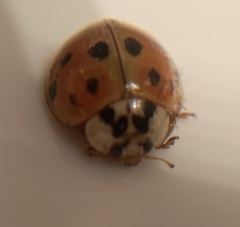 Harmonia axyridis