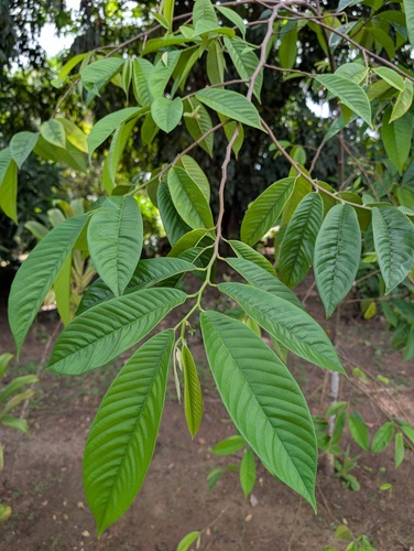 Annona mucosa