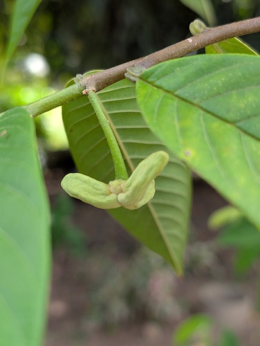 Annona mucosa