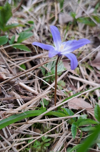 Scilla luciliae