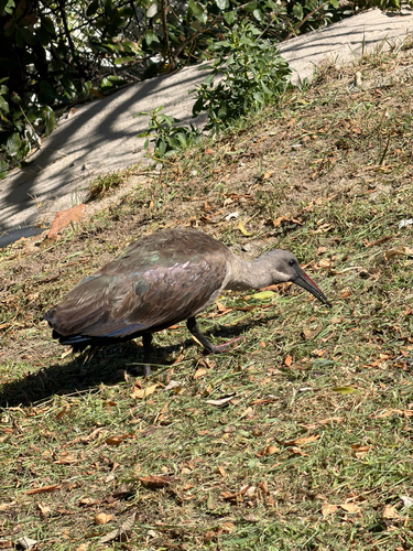 iNaturalist: (c) lulmomo, some rights reserved (CC BY-NC) iNaturalist image