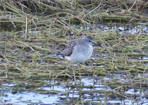 iNaturalist: (c) josemanuelgomez, some rights reserved (CC BY-NC) iNaturalist image