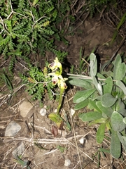 Ophrys lutea galilaea