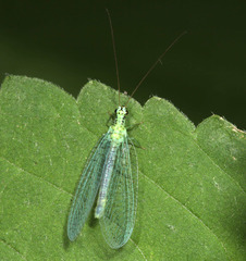 Chrysopa chi