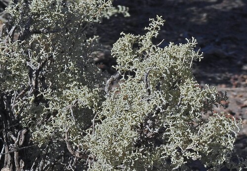 Atriplex lampa, photograph 4