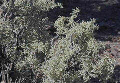 author not stated, no rights reserved Atriplex lampa, photograph author not stated, no rights reserved