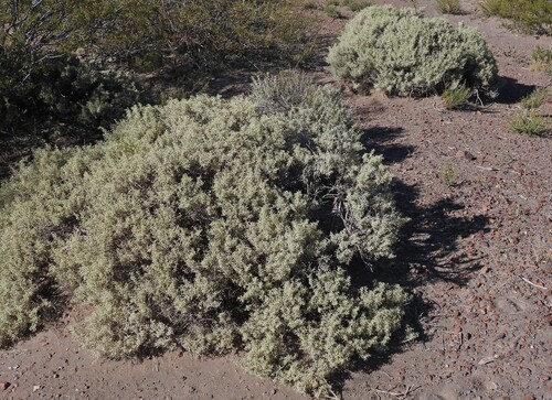 Atriplex lampa, photograph 3