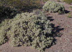 author not stated, no rights reserved Atriplex lampa, photograph author not stated, no rights reserved