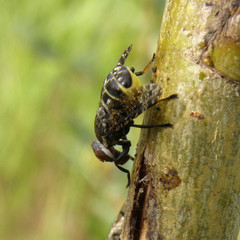 Platystoma