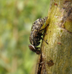 Platystoma