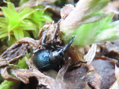 Taphrotopium sulcifrons