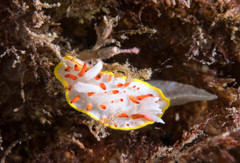Diaphorodoris papillata