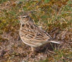 Alauda arvensis arvensis